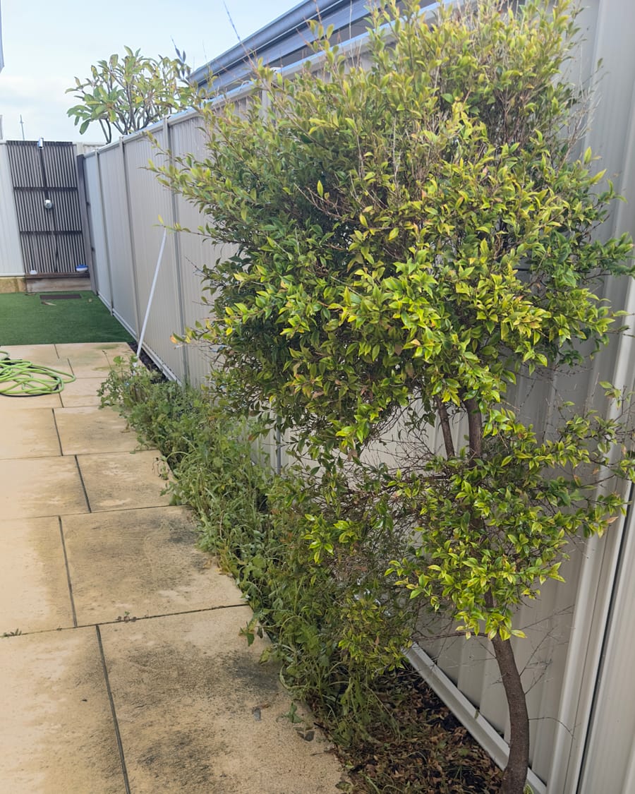 Overgrown garden bed with weeds along a side path before tidying