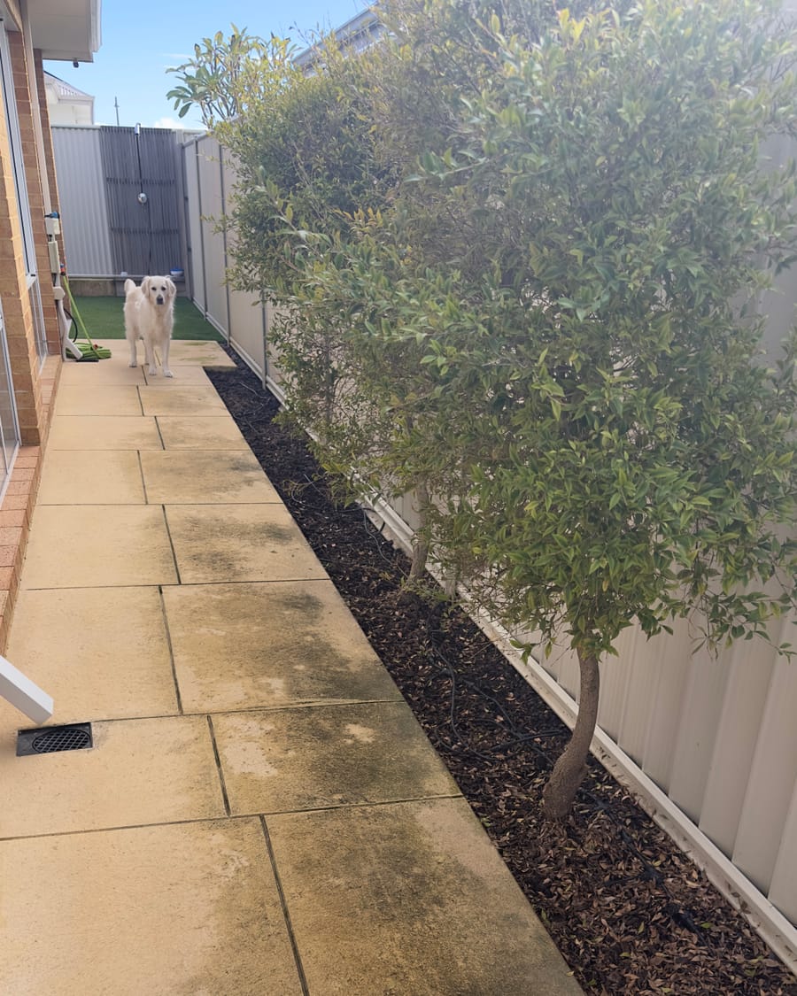Same garden bed weeded and freshly mulched after tidying