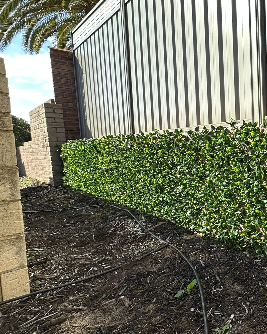 Artificial privacy screening installed along a Colorbond fence
